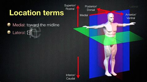 The point at which all three cardinal planes—or their axes—intersect defines the point around which body mass is equally distributed. Scanning Planes - Sonography folder