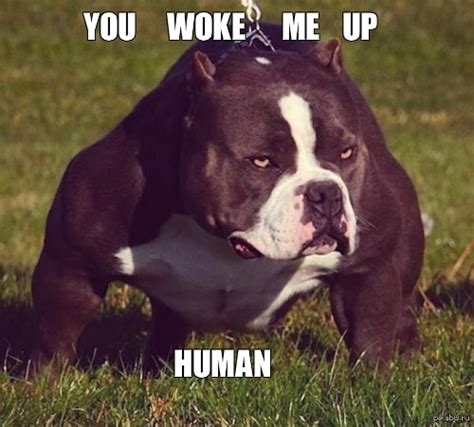 12 Pitbull Dog Memes Factory Memes