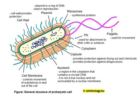 Cell Biology For Form Four Students