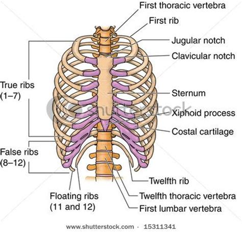 Although each rib has its own rom (occurring primarily at the costovertebral joint), rib cage shifts occur with movement of the vertebral column. ch 7. vertebrae and ribs - Biology 2769 with Shannon at ...