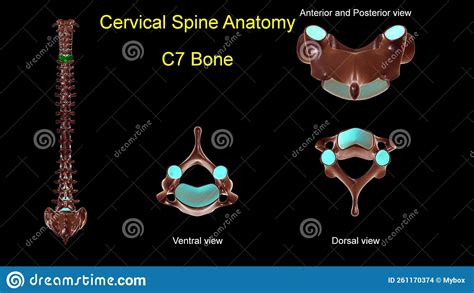 Cervical Spine C 7 Bone Anatomy For Medical Concept 3d Illustration