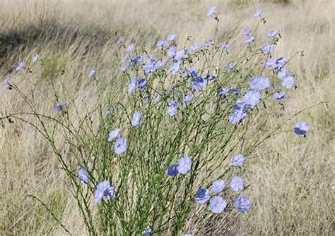 Wild Blue Flax Native Wildflower For Sale Native Foods Nursery