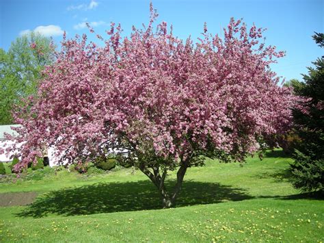 How To Grow And Care For Flowering Crabapple Trees