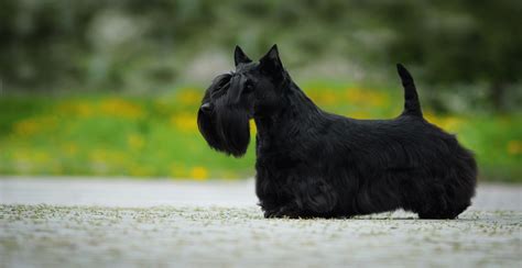 Scottish Terrier Guide Lifespan Size And Characteristics