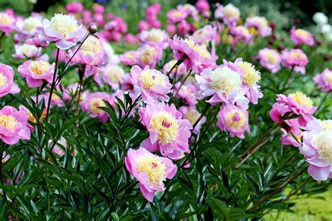 Peonies Planting Growing And Caring For Peony Flowers The Old