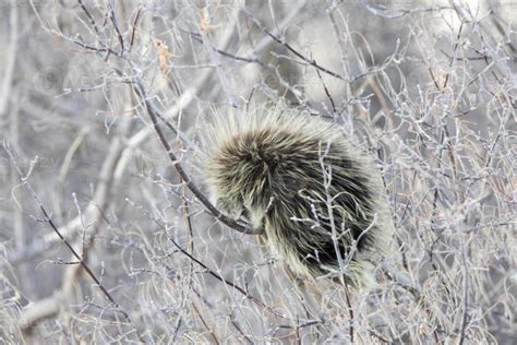 Porcupine Winter Bush 5902505 Stock Photo At Vecteezy