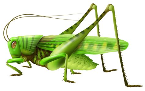 Insect Grasshopper Cricket Cartoon Drawing Grasshopper Clipart Png