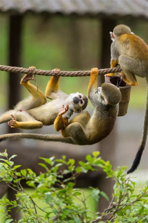 Playing Monkeys Stock Photo Image Of Fast Baby Open 73663654