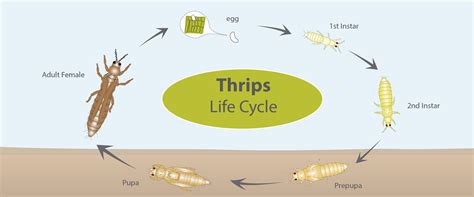 Thrips Life Cycle Biobee Usa