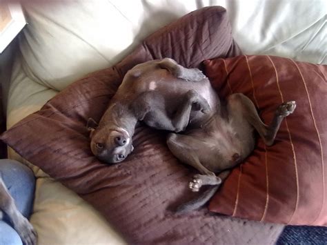 ~ So Cute ~wiggle Bug Italian Greyhound Dog Grey Hound Dog