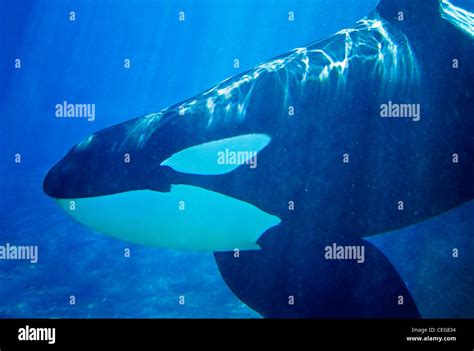 Male Killer Whale Orca Orcinus Orca Under Water Stock Photo Alamy