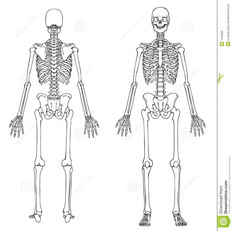 Esqueleto Humano Frente Y Parte Posterior Imagen De Archivo Libre De