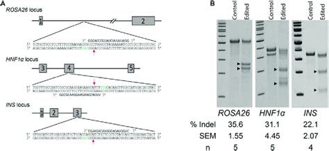 Non Homology Mediated End Joining Nhej In Germ Cells Edited With