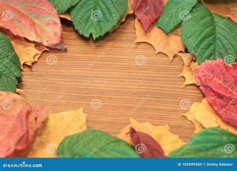 The Best Autumn Leaves Of Trees And Still Life Stock Photo Image Of