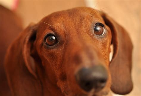 15 Amazing Facts About Dachshunds You Probably Never Knew The Dogman