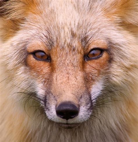 Red Fox Portrait Jeff Mcgraw Photography