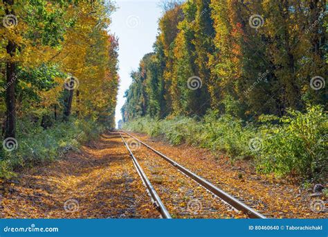 Autumn Leaves Cover Train Tracks In New England Stock Photo Image Of