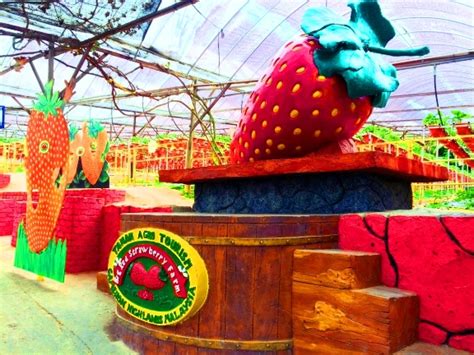 Big red strawberry farm 1.79 km. 10 Ladang strawberry cameron highland! Terbaik di ...