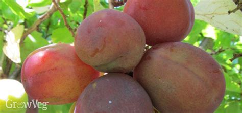 Keep Plum Trees Healthy And Productive With Summer Pruning