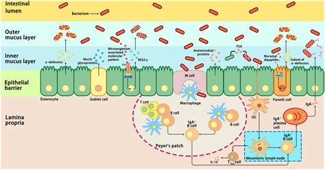 Frontiers Interactions Between Intestinal Microbiota And Host Immune