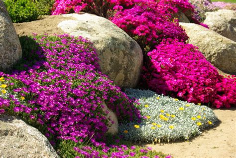 Grouping three of the same kind of plant together or in a strategic arrangement. Plants That Work Best for Your Rock Garden - Southeast AgNET