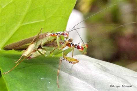 Mating Praying Mantis Project Noah