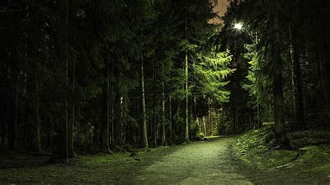 Free Download Hd Wallpaper Green Leafed Trees Road Railing