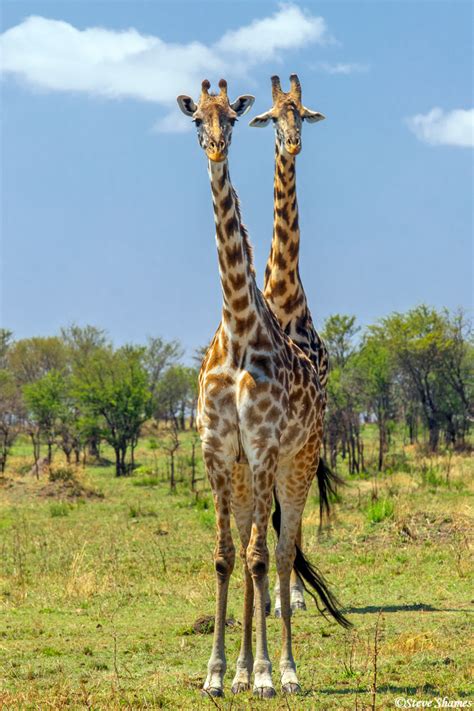Serengeti Two Headed Giraffe Serengeti National Park Tanzania 2020