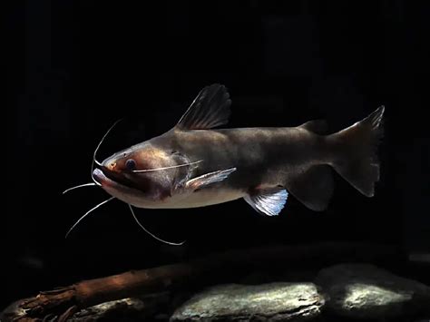 Aquarium Black Catfish