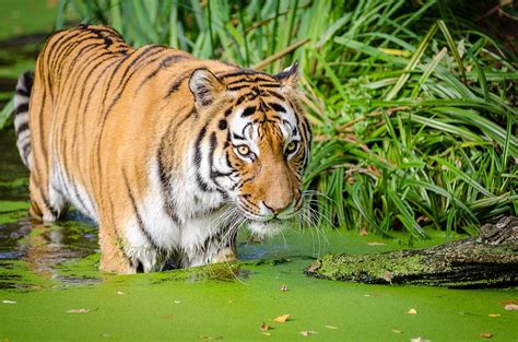 Tropical forests are the home to a huge number of animal species. A Tropical Wildlife Paradise: 9 Most Beautiful Rainforests ...