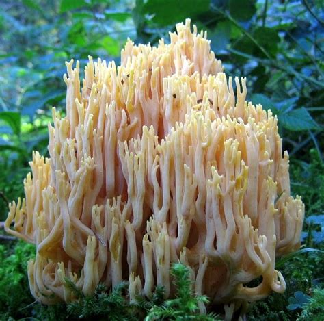 Birds Etcetera Club And Coral Fungi Of Berrien County Michigan A