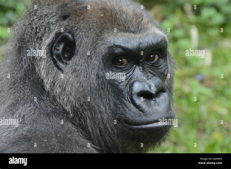 Western Lowland Gorilla Closup Series Bronx Zoo New York Ny Stock