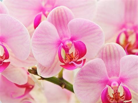 Free Download Orchids Wallpaper Free Wallpapers Desktop Wallpapers Hd
