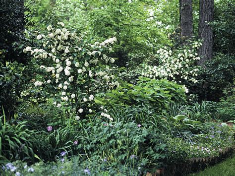 ‘xanthocarpum A White Flowering Lacecap Type Is One Of My Top 10