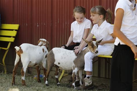 Fair Fun Goats On Parade The Columbian