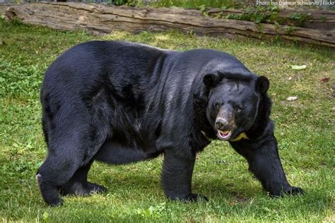 Interesting Facts About Asiatic Black Bears Just Fun Facts Asian Black Bear Black Bear