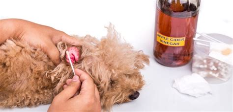 Dog Ear Yeast Infection Home Remedy Vinegar Homemade Ftempo