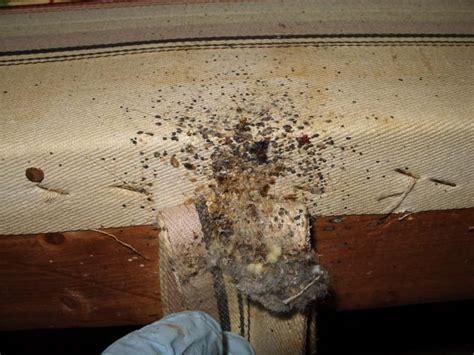 Bed Bug Fecal Stain Pest Hacks