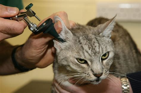 Cat Ear Infection Basic Information Treatment And Details