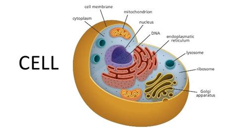 Golgi Body In Animal Cell Function How Does The Golgi Apparatus Cell