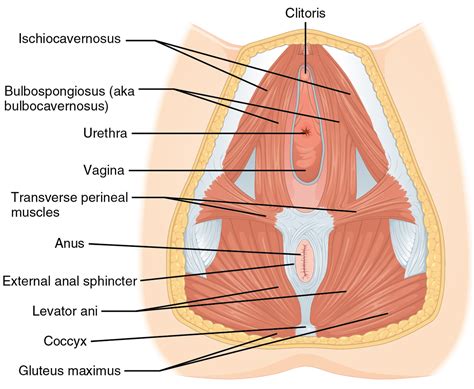 Perineum Wikipedia