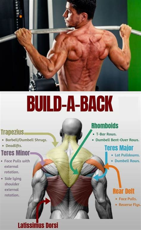 The Best Five Moves To Build A Stronger Broader Upper Back With Crazy Definition GymGuider Com