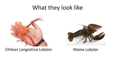 Langostino Lobster Meat Vs Maine Lobster Mea Youtube