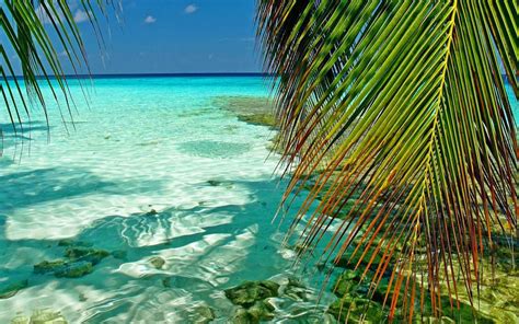 Fond d écran lumière du soleil paysage feuilles mer la nature plage vert palmiers