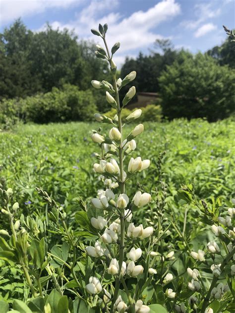 Wisconsin Wildflower White Wild Indigo Baptisia Lactea Baptisia Alba