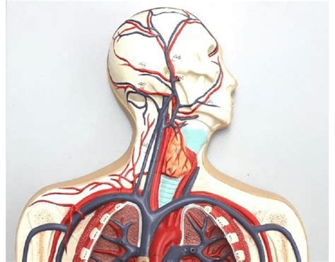 Quickly memorize the terms, phrases and much more. Shoulders, Head and Neck Arteries