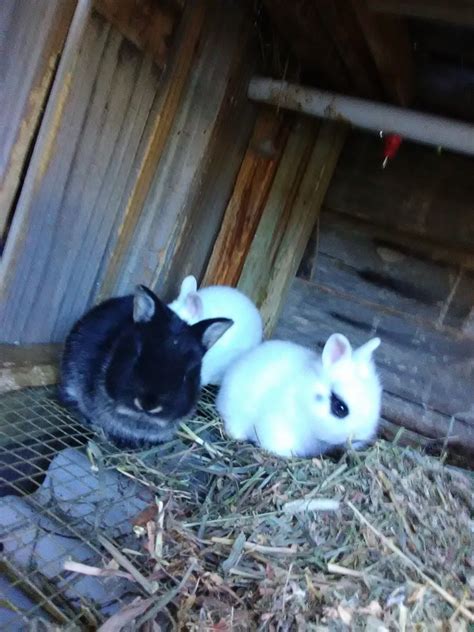 How Much Does A Dwarf Hotot Rabbit Cost These Breeders Independently