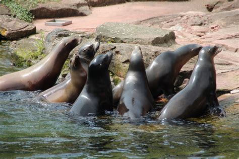Free Images Water Wave Animal Wildlife Zoo Mud Seal Fauna Sea