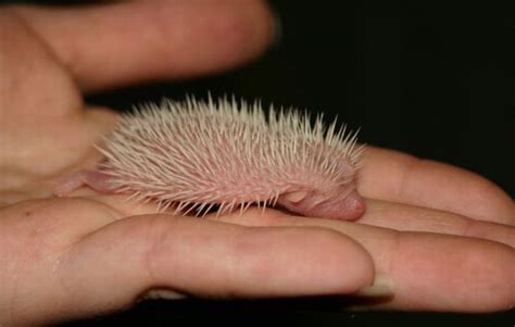 Newborn Hedgehogs 51 Pics