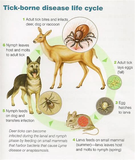 How Common Is Lyme Disease In Dogs